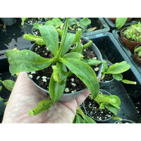 Nepenthes veitchii x platychila