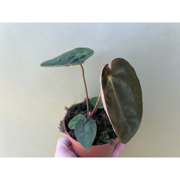 Anthurium papillilaminum – Seltene Tropenpflanze mit einzigartiger