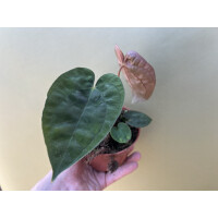 Anthurium papillilaminum