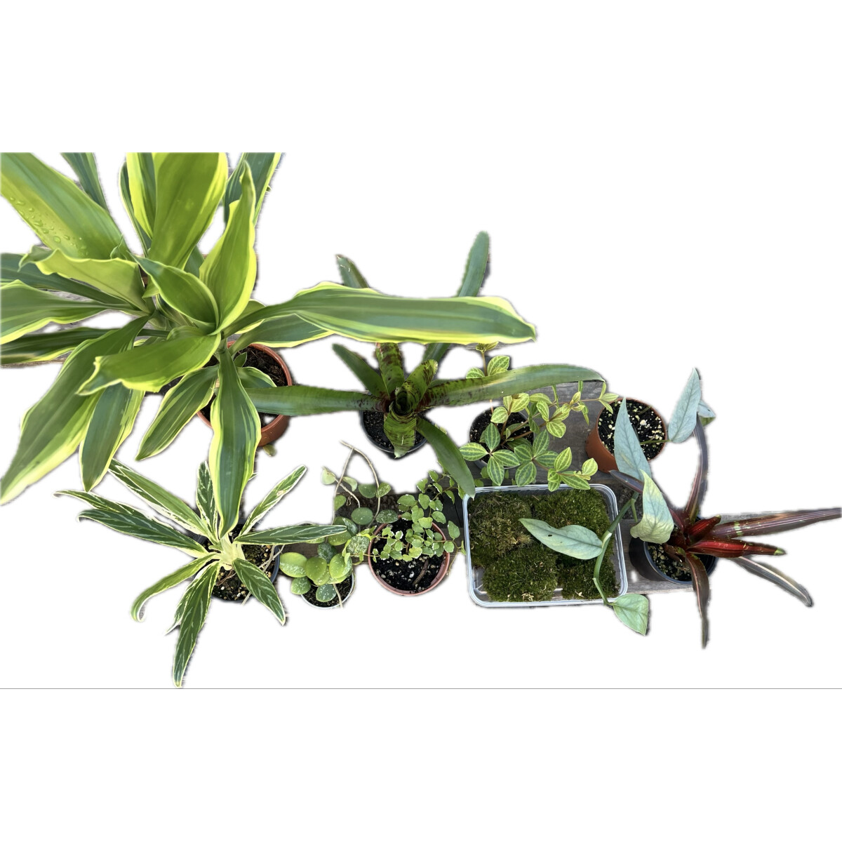 Kronengecko Pflanzen-Set S