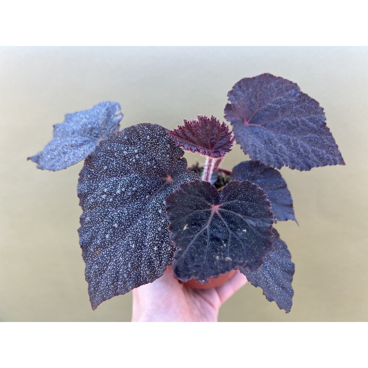 Begonia Taconite