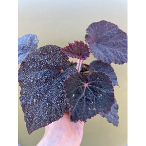 Begonia Taconite