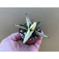 Sanseviera yellow tip