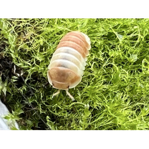 Cubaris spec. Panda King Orange NEU