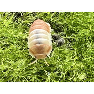 Cubaris spec. Panda King Orange NEU