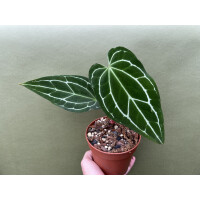 Anthurium crystallinum Black
