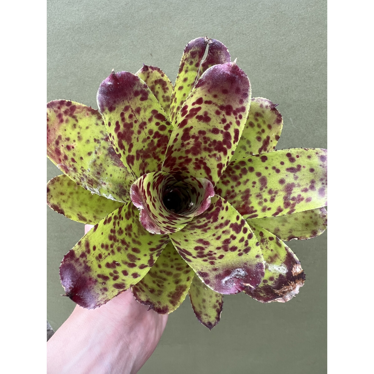 Neoregelia Pink Rabbit