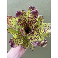 Neoregelia Pink Rabbit