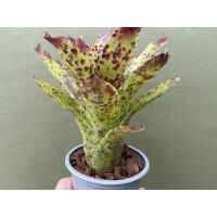 Neoregelia Pink Rabbit