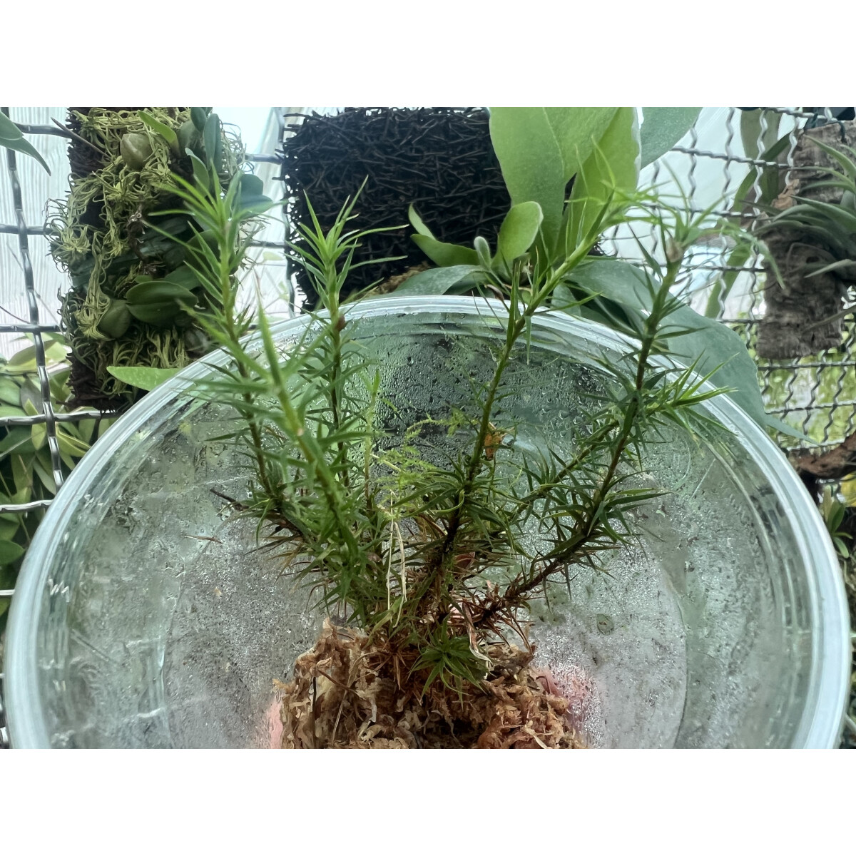 Moos spec. Indonesien