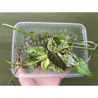 Ben´s Terrarienpflanzen  Ableger Box S