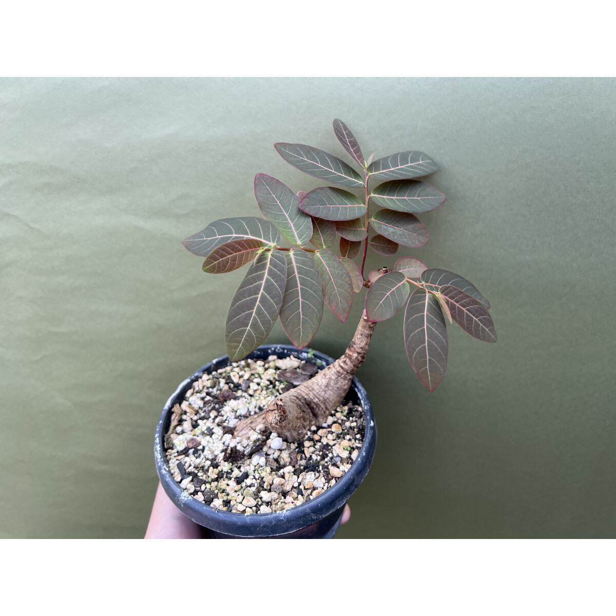 Phyllanthus mirabilis