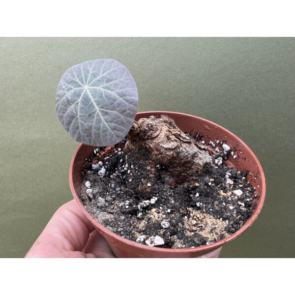 Stephania kaweesakii