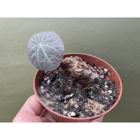 Stephania kaweesakii