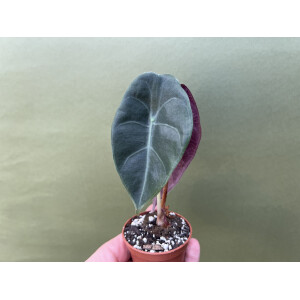 Alocasia cuprea x watsoniana