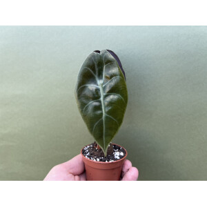 Alocasia cuprea x watsoniana