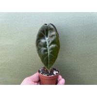 Alocasia cuprea x watsoniana