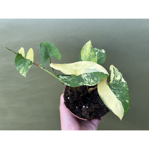 Syngonium yellow aurea variegata