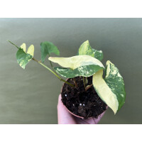 Syngonium yellow aurea variegata