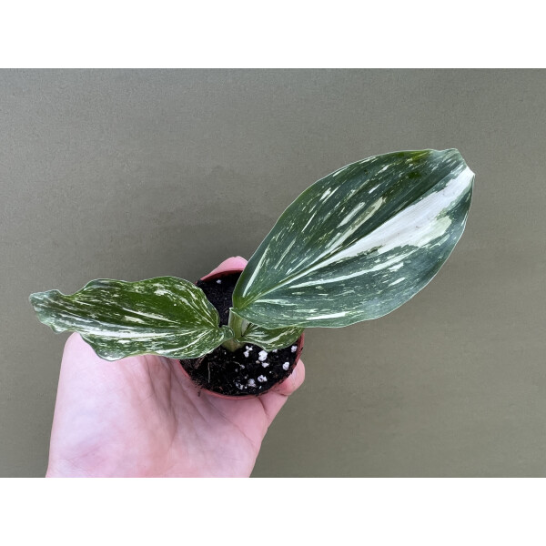 Kaempferia pulchra Marble Variegata