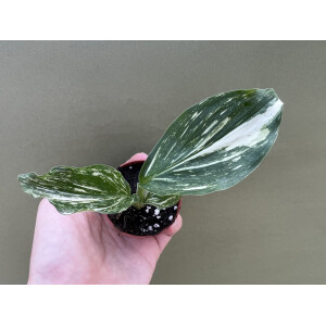 Kaempferia pulchra Marble Variegata