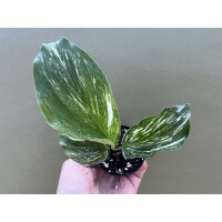 Kaempferia pulchra Marble Variegata