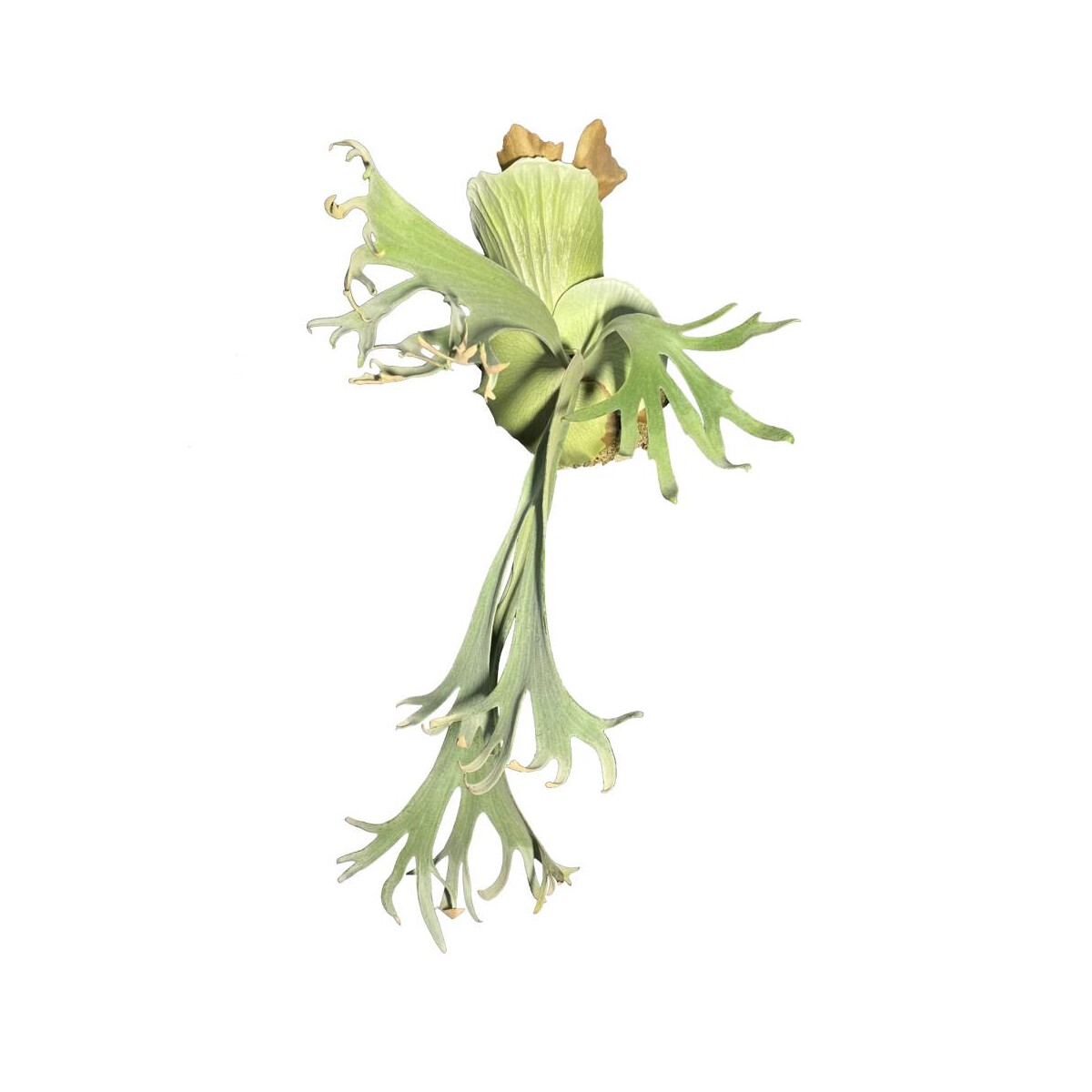 Platycerium willinckii Bali NEU