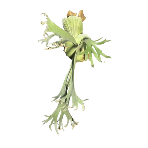 Platycerium willinckii Bali NEU