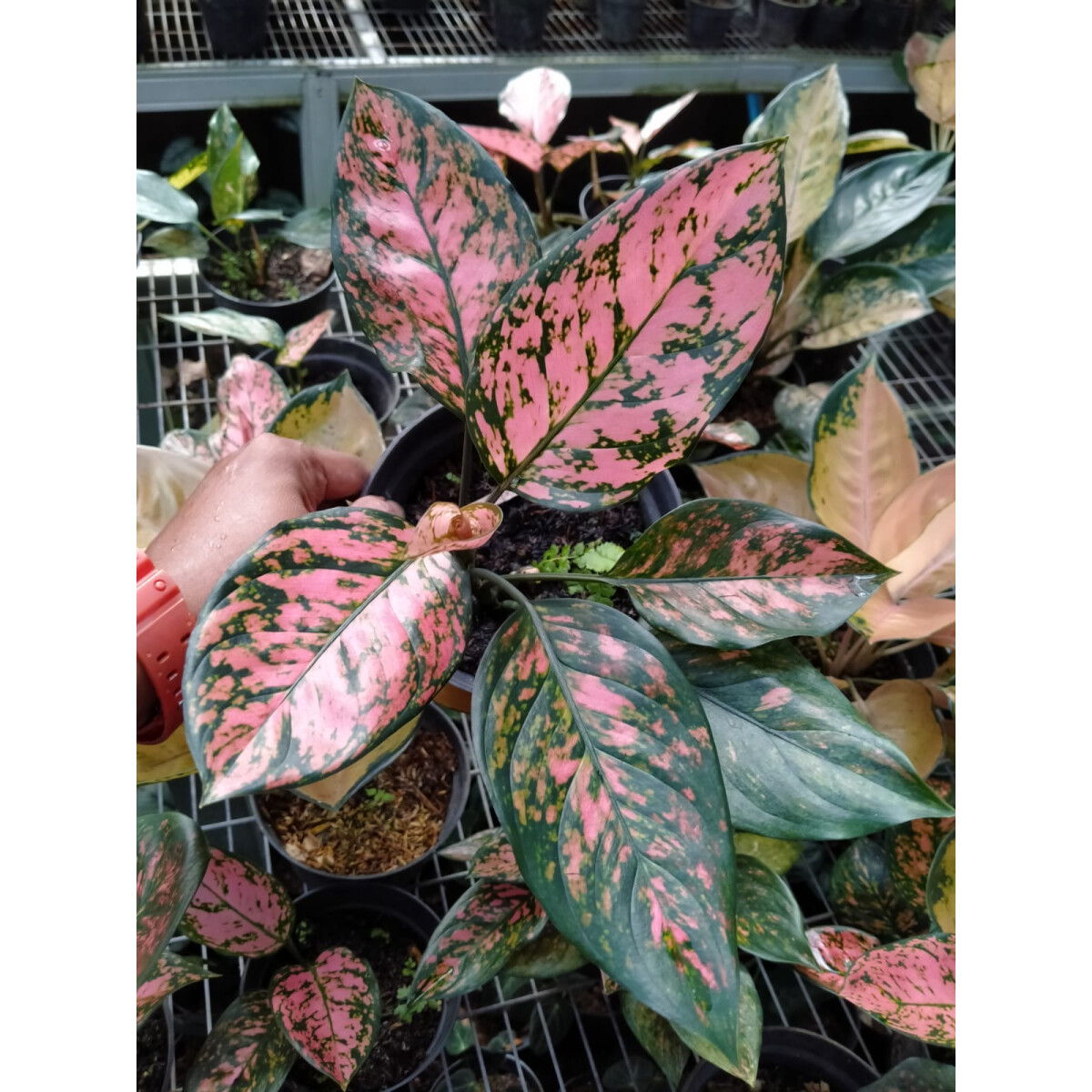 Aglaonema Lady Valentine Babyplant selten