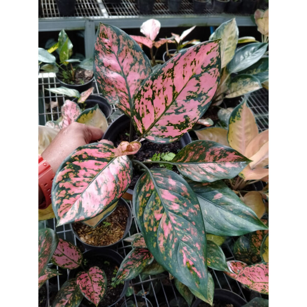 Aglaonema Lady Valentine Babyplant selten