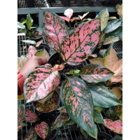 Aglaonema Lady Valentine Babyplant selten