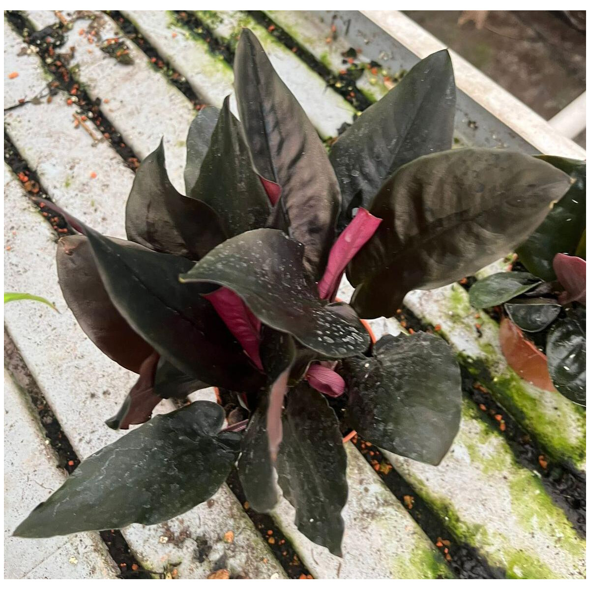 Schismatoglottis metallica Babyplant box