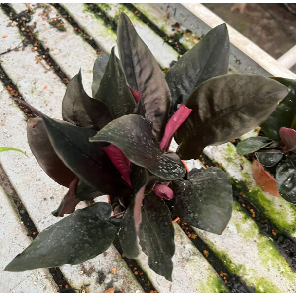 Schismatoglottis metallica Babyplant