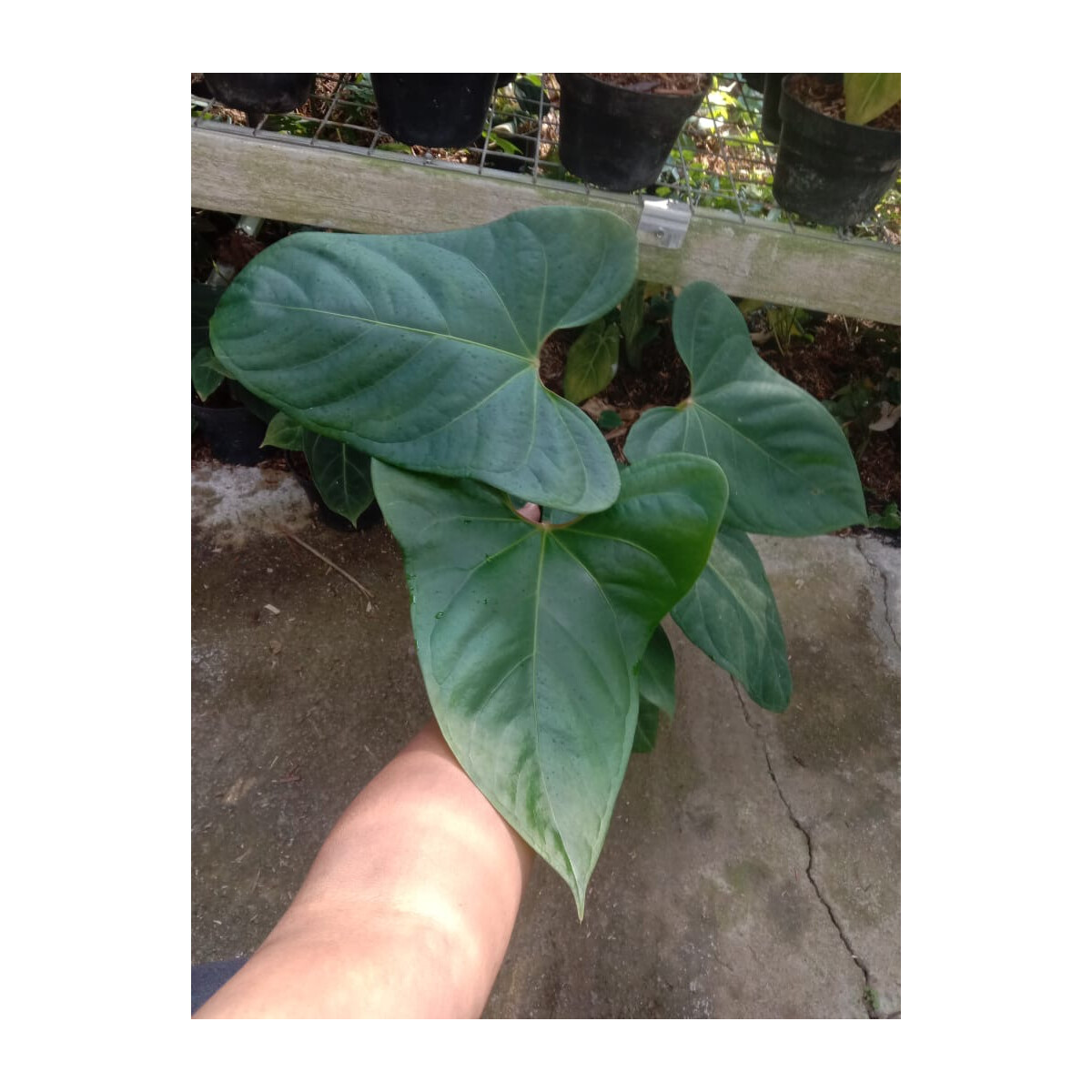 Anthurium Moira x Velvet Babyplant