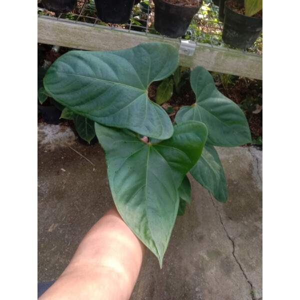 Anthurium Moira x Velvet Babyplant