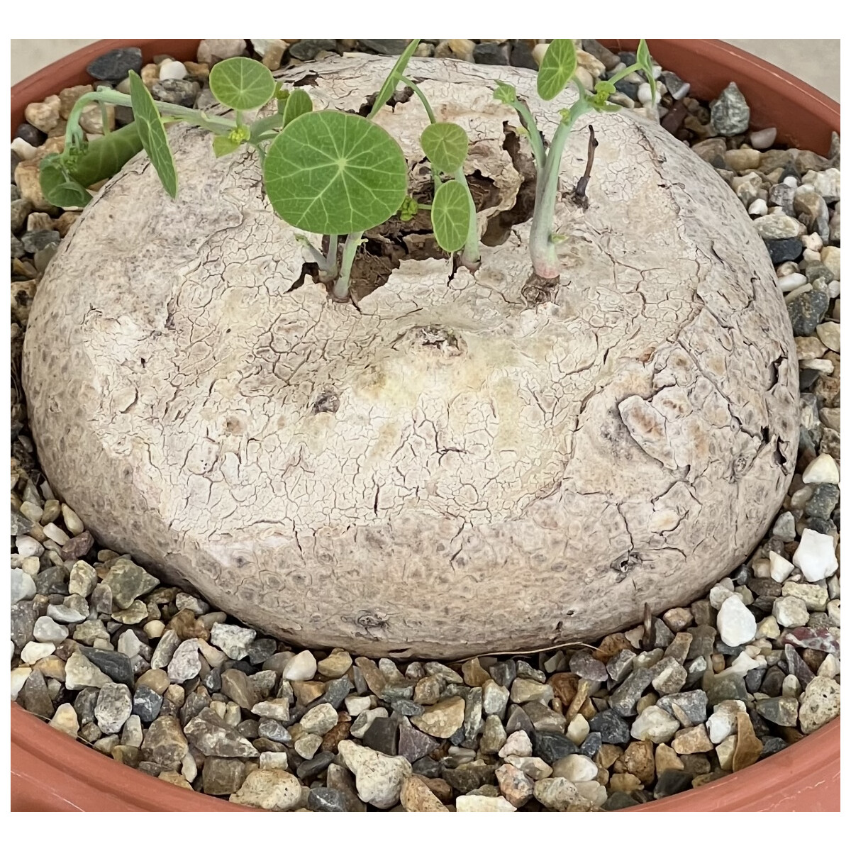 Stephania erecta Knolle XL 10-12cm