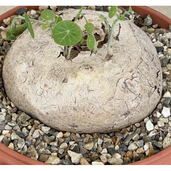 Stephania erecta Knolle XL 10-12cm