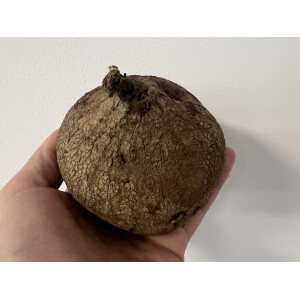 Stephania erecta Knolle XL 10-12cm