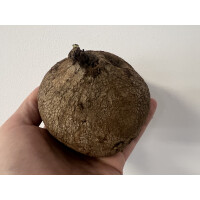 Stephania erecta Knolle XL 10-12cm