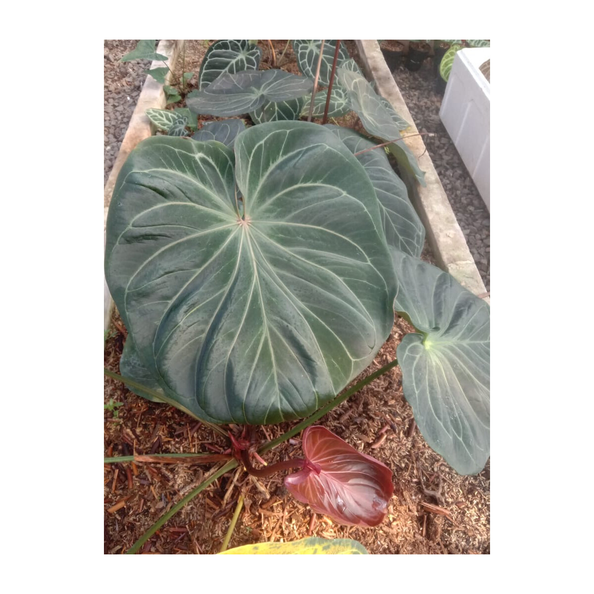 Anthurium Ace of Spades x Papililaminum Anthurium king of