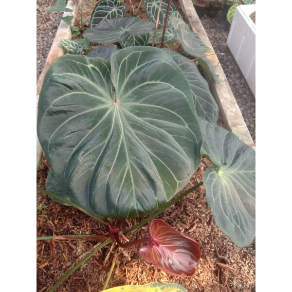 Anthurium Ace of Spades Babyplant