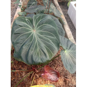 Anthurium Ace of Spades Babyplant