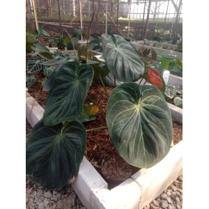 Anthurium Ace of Spades Babyplant