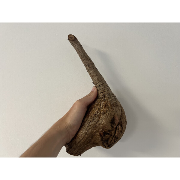 Phyllanthus mirabilis XL 20-25cm