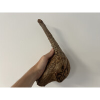 Phyllanthus mirabilis XL 20-25cm