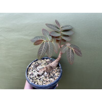 Phyllanthus mirabilis XL 20-25cm