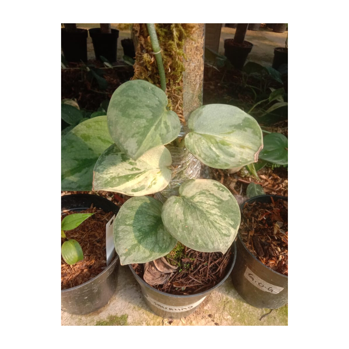 Scindapsus Sparkling Varigata Babyplant