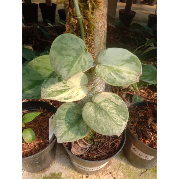 Scindapsus Sparkling Varigata Babyplant