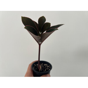 Amorphophallus atroviridis