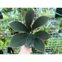 Amorphophallus atroviridis